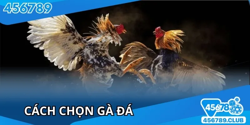 Cách Chọn Gà Đá