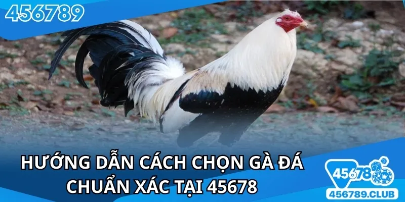 Cần biết cách chọn gà đá để chăm sóc tại 45678