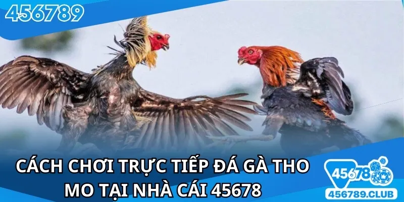 Luật lệ trực tiếp đá gà tho mo dễ hiểu cho người mới