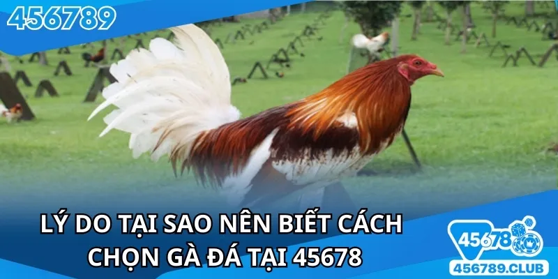 Người chơi thắng dễ dàng khi chọn chiến kê phù hợp