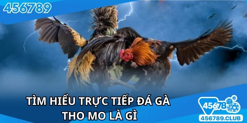 Trực tiếp đá gà tho mo là thể loại giải trí tại nhà cái online