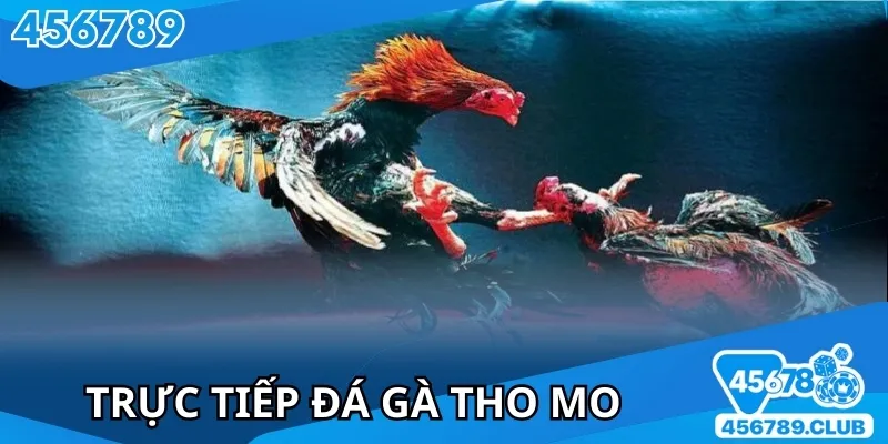 Trực Tiếp Đá Gà Tho Mo